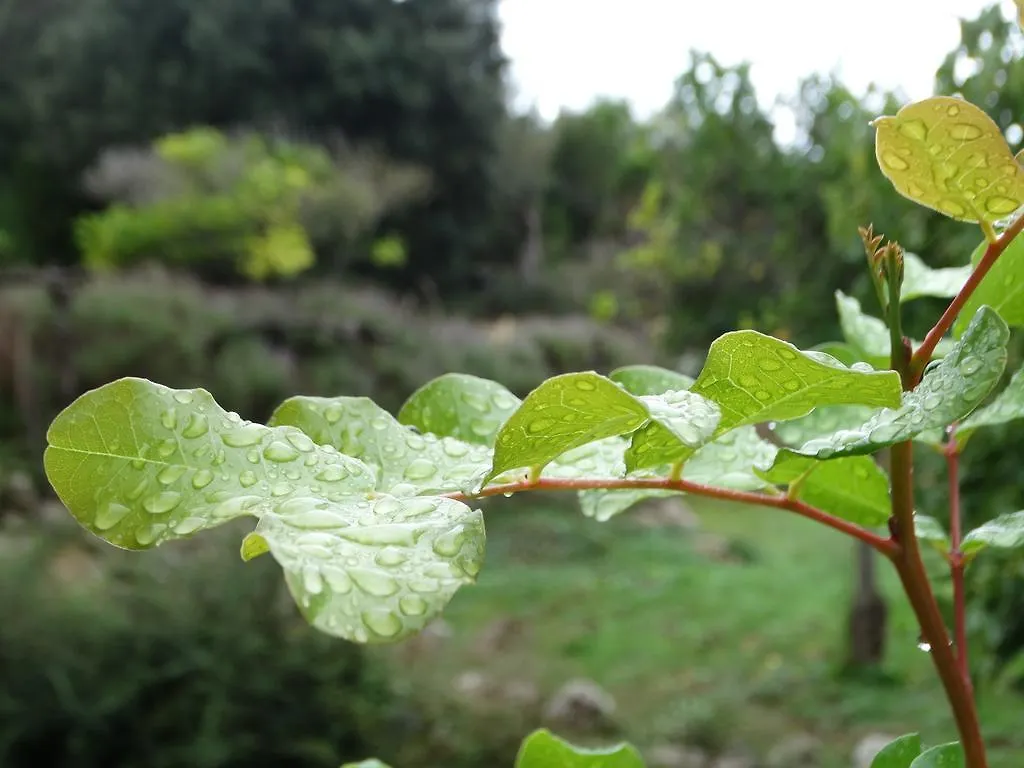 Agroturismo Balitx D'Avall Casa de hóspedes Fornalutx